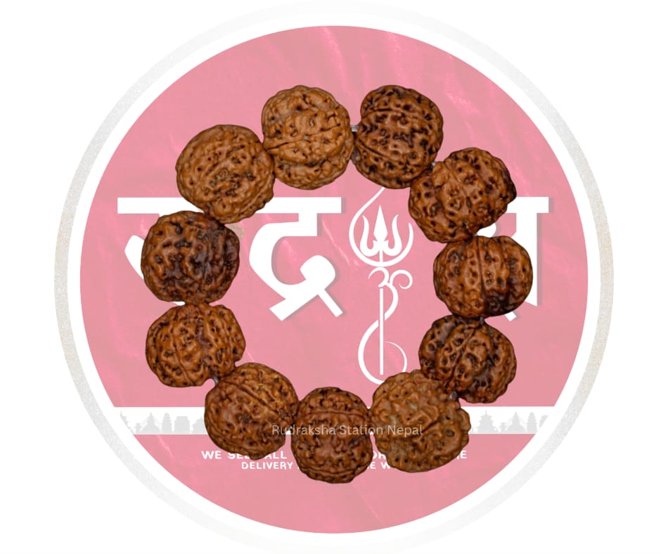 5 Mukhi Rudraksha Bracelet (12 Beads)
