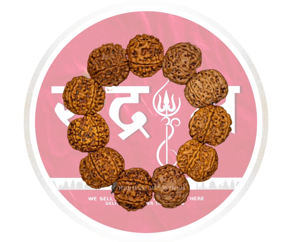 6 Mukhi Rudraksha Bracelet (12 Beads)