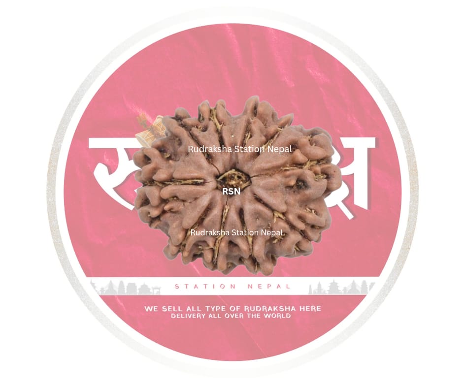 10 Mukhi Rudraksha Bead