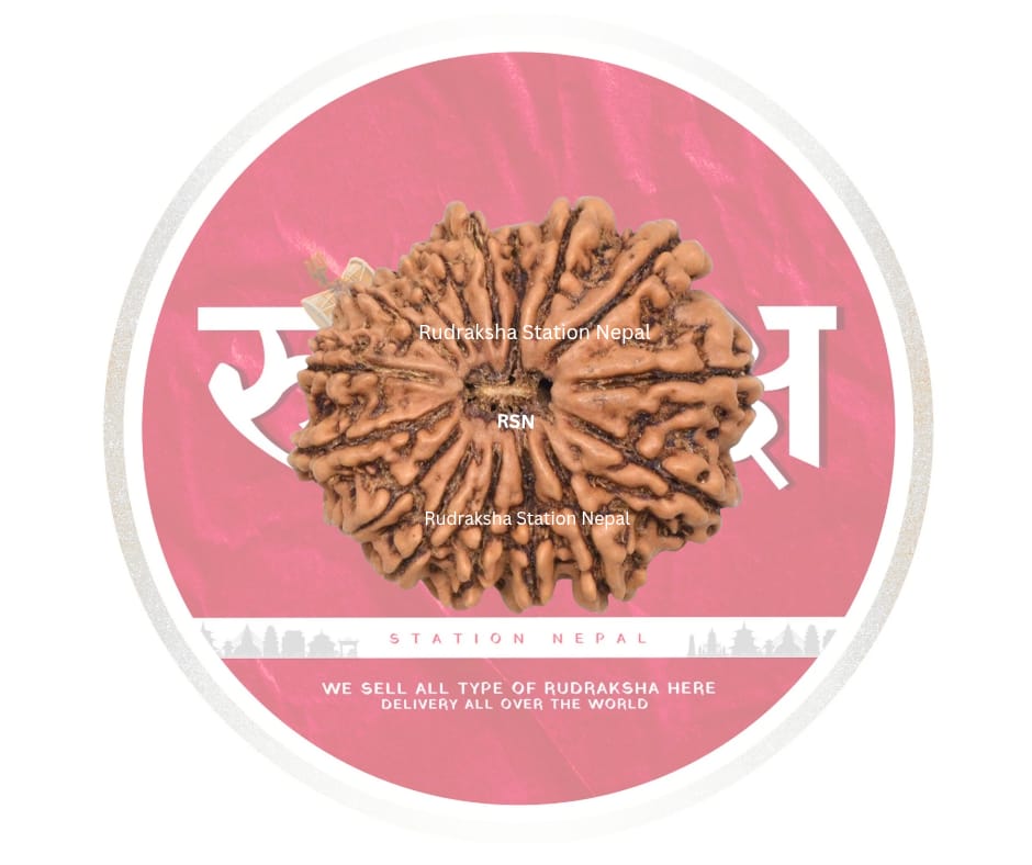 16 Mukhi Rudraksha Bead