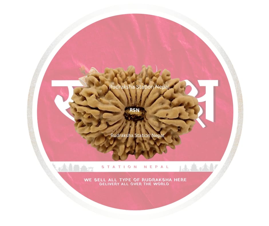 17 Mukhi Rudraksha Bead