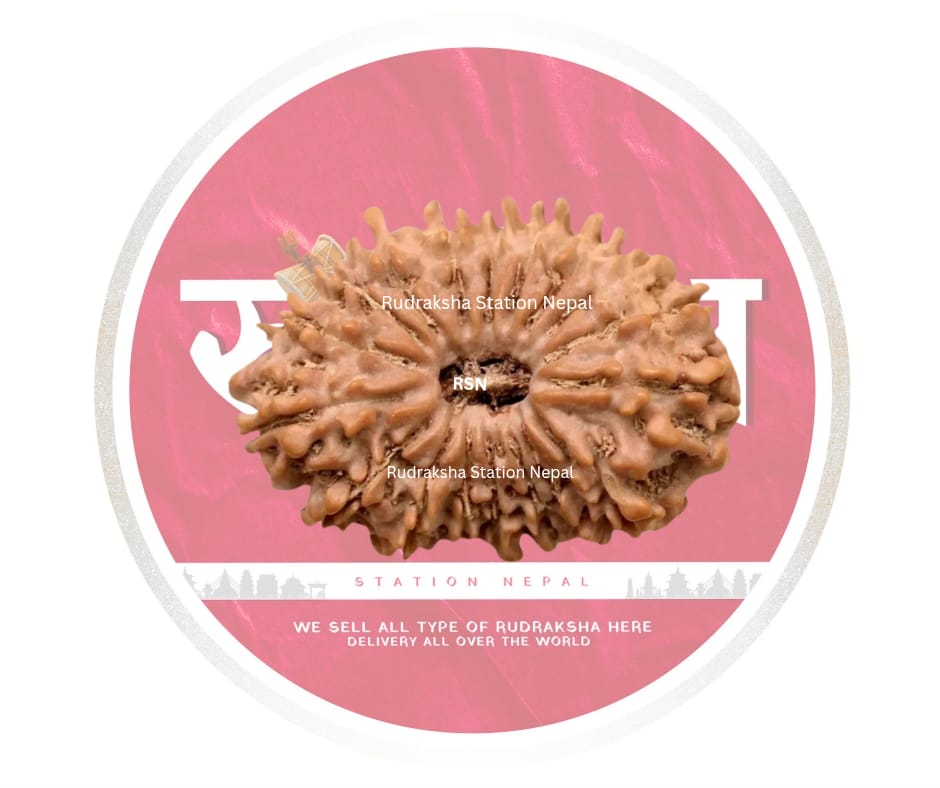 18 Mukhi Rudraksha Bead