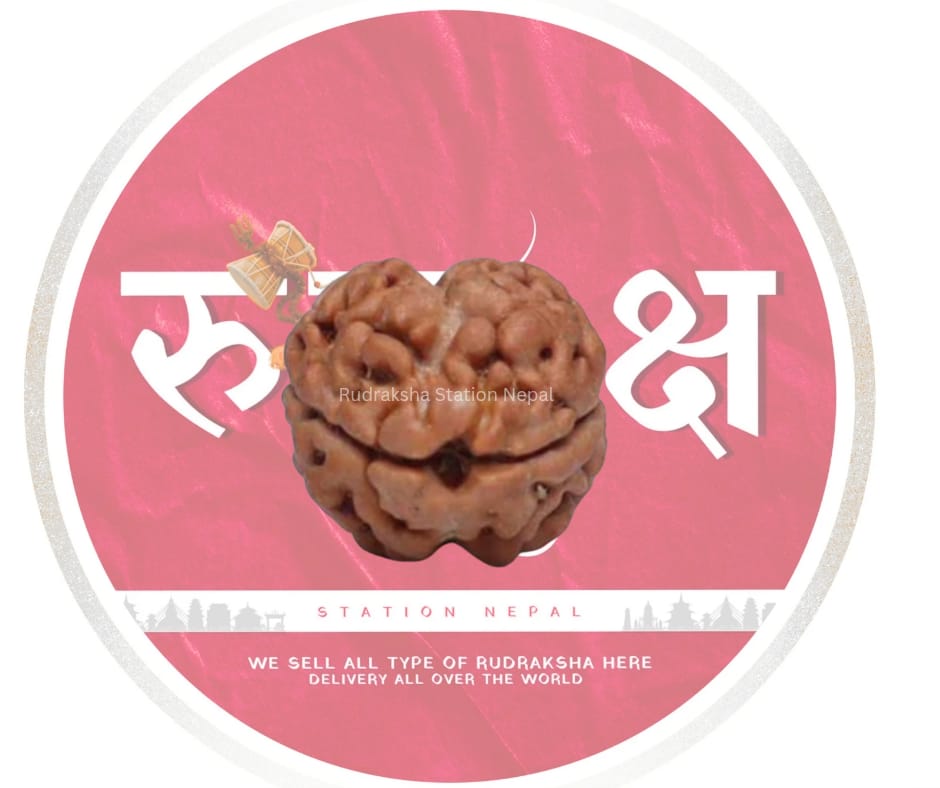 2 Mukhi Rudraksha Bead