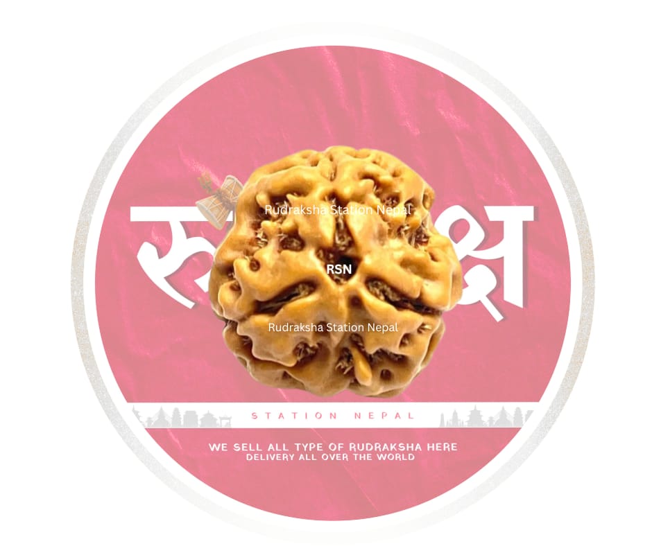 3 Mukhi Rudraksha Bead