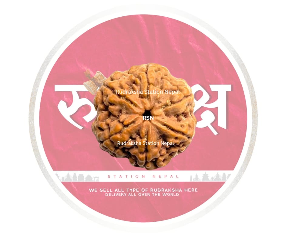 6 Mukhi Rudraksha Bead