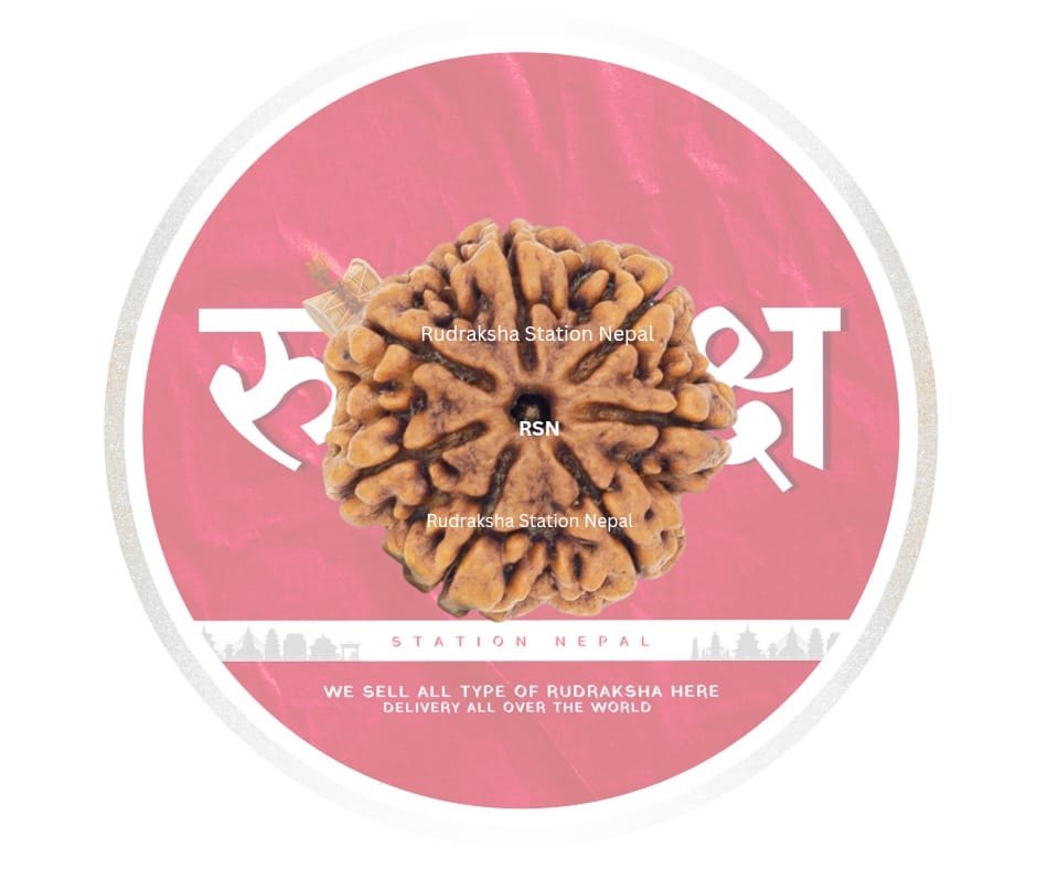 7 Mukhi Rudraksha Bead