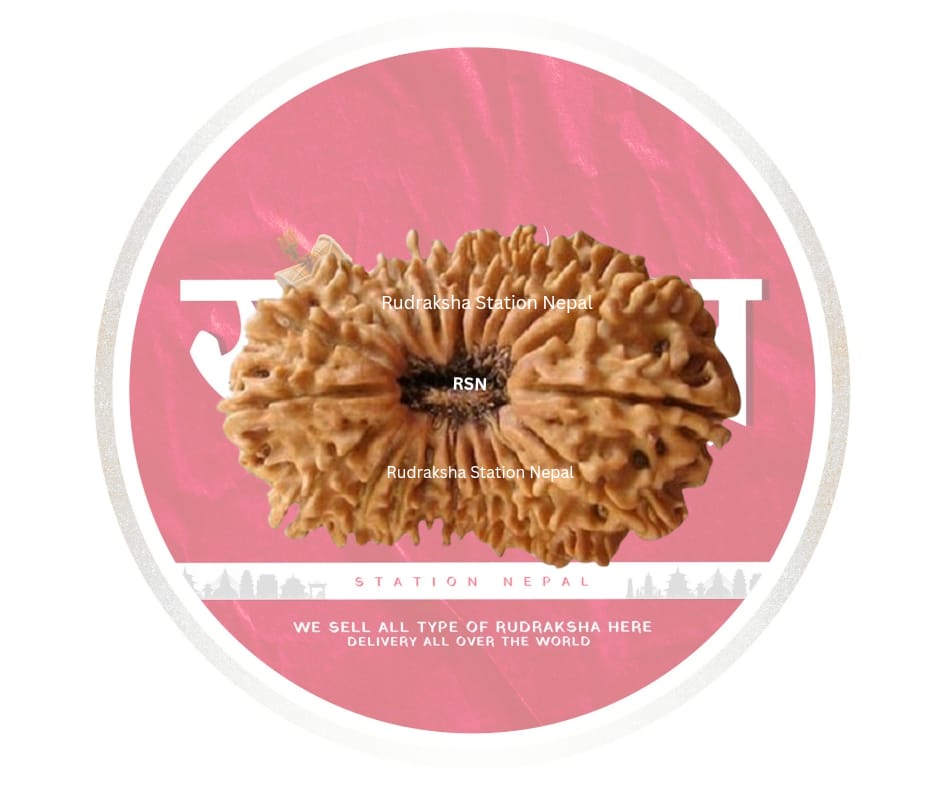 20 Mukhi Rudraksha Bead